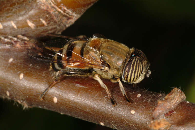 Eristalinus teniops